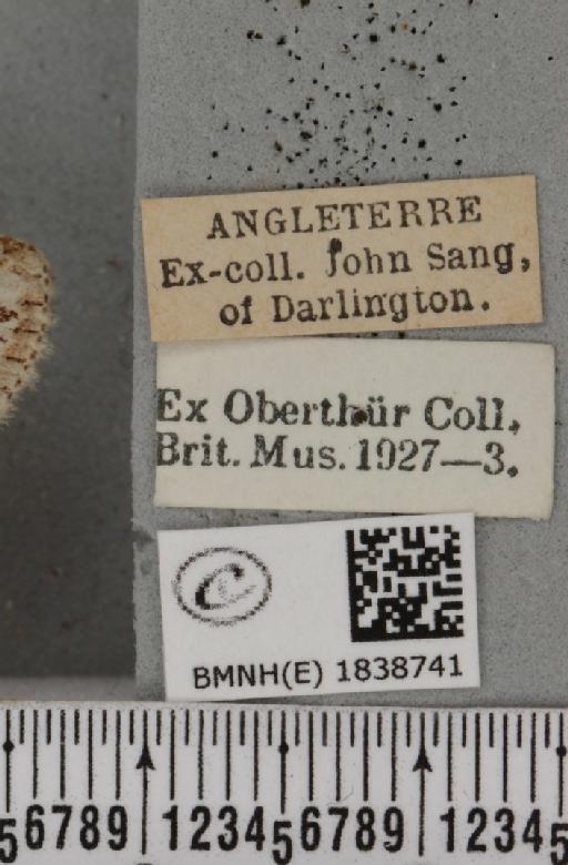 Trichopteryx polycommata (Denis & Schiffermüller, 1775) - BMNHE_1838741_label_409013