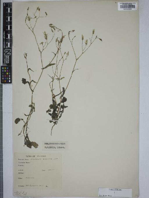 Lactuca dissecta D.Don - 000802808