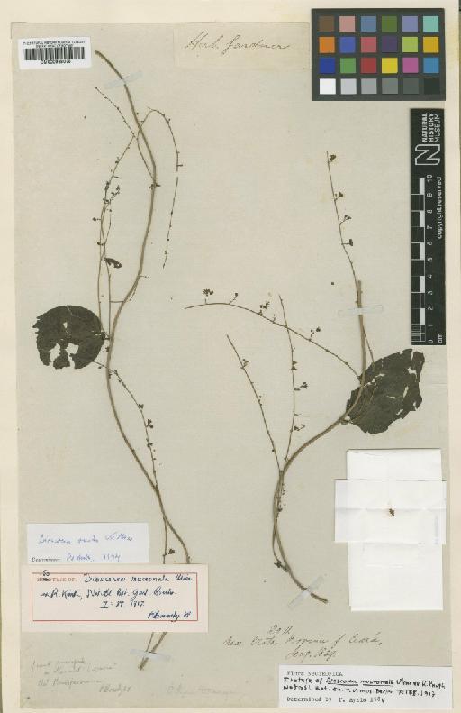 Dioscorea mucronata Uline ex R.Knuth - BM000938035