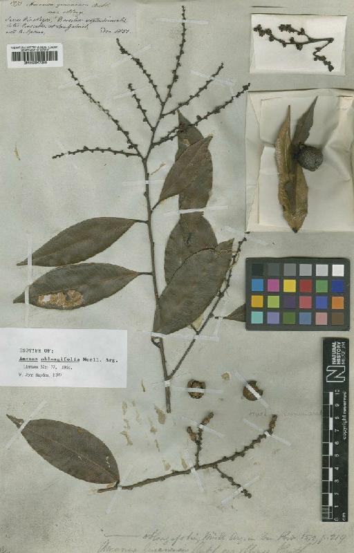 Amanoa oblongifolia Müll.Arg. - BM000947358