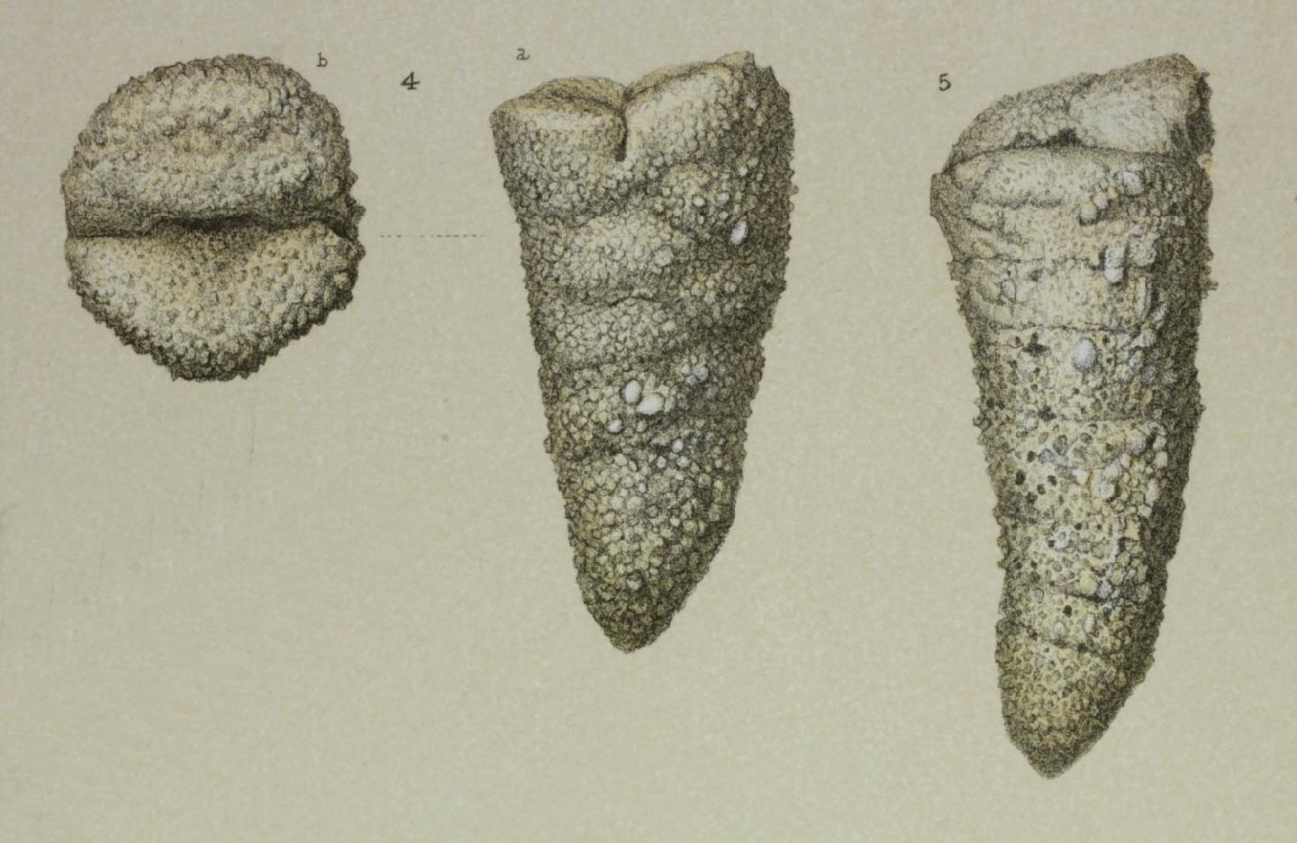 To NHMUK collection (Textularia turris Orbigny, 1840; NHMUK:ecatalogue:3093311)