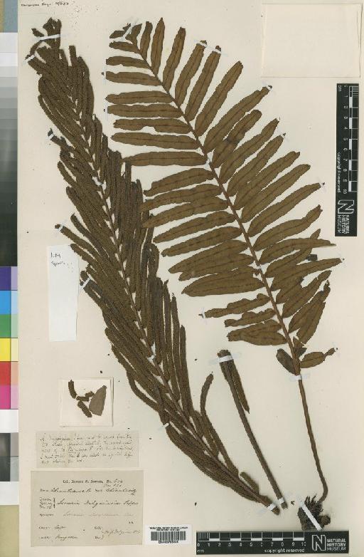 Blechnum tabulare (Thunb.) Kuhn - BM000785535