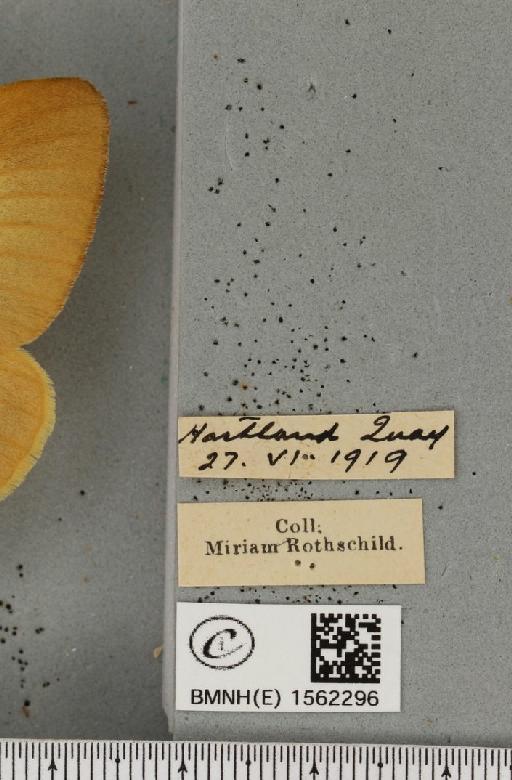 Lasiocampa quercus quercus (Linnaeus, 1758) - BMNHE_1562296_label_239993