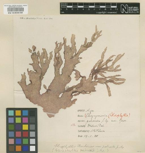 Gloiophyllis barkeriae (Harv.) J.Agardh - BM000005105