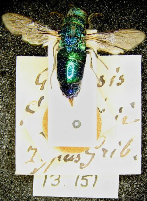 Chrysis smithii Gribodo, 1879 - 968249a