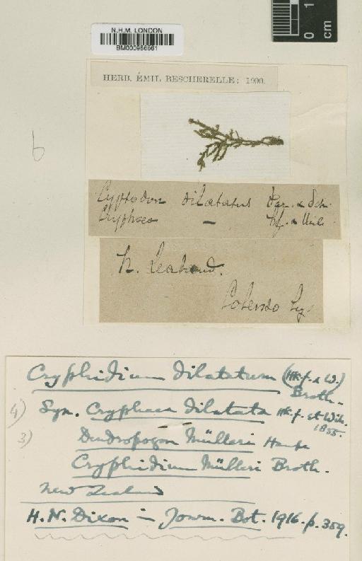 Cyptodon dilatatus (Hook.f. & Wilson) Paris & Schimp. - BM000986561