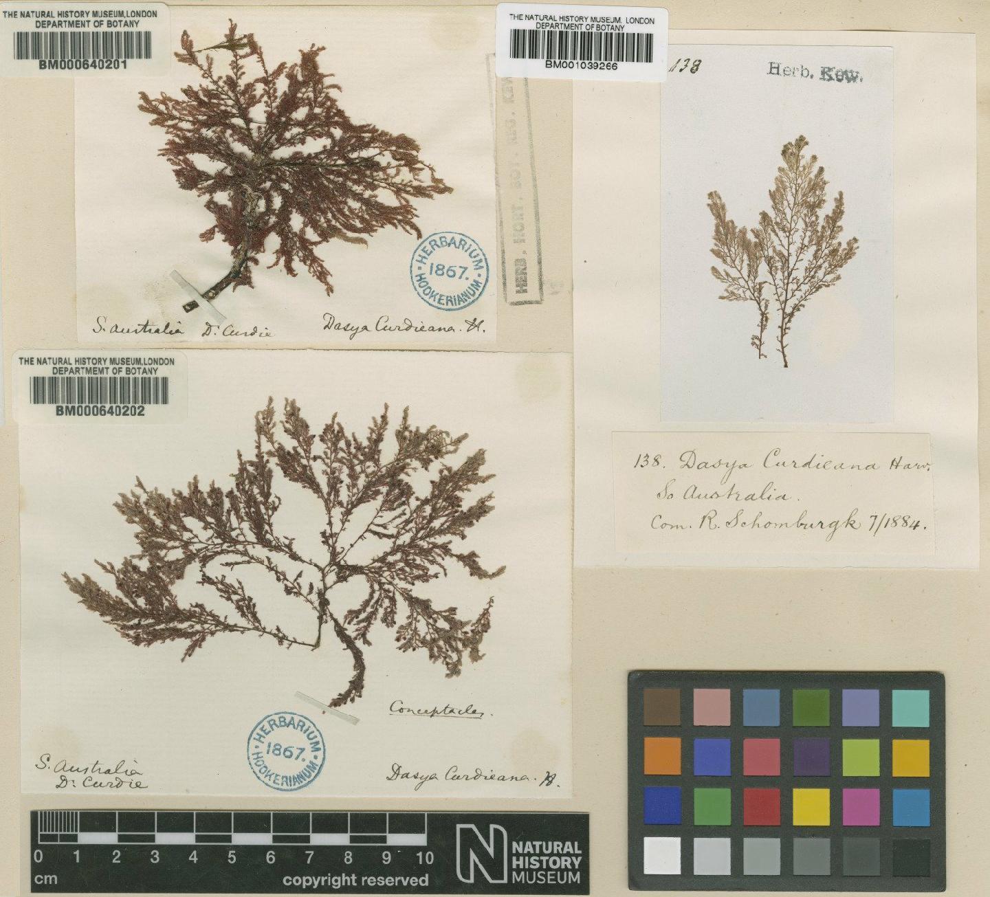 To NHMUK collection (Heterosiphonia curdieana (Harv.) Reinbold; Type; NHMUK:ecatalogue:710797)