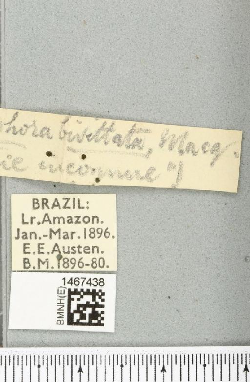 Anastrepha atrigona Hendel, 1914 - BMNHE_1467438_label_40335