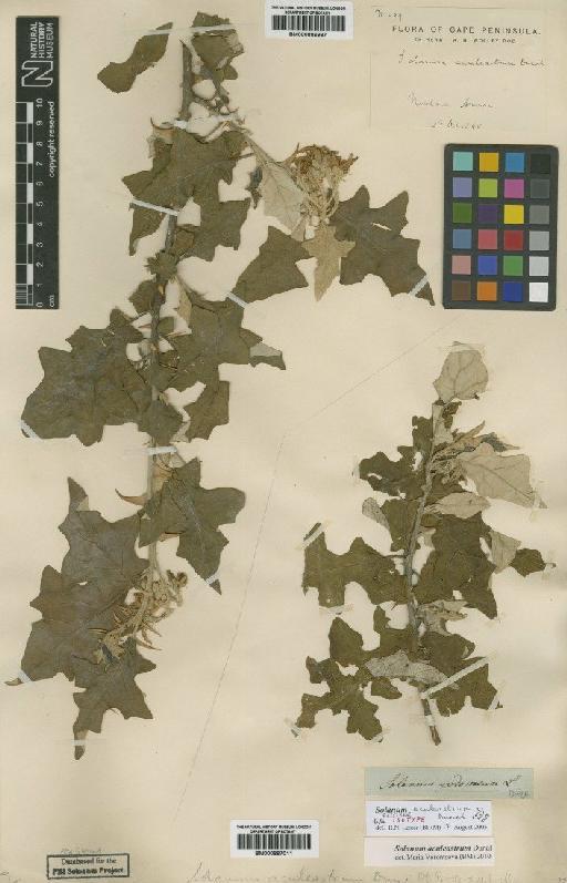 Solanum aculeastrum Dunal - BM000886997