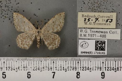 Scopula marginepunctata (Goeze, 1781) - BMNHE_1716145_269349