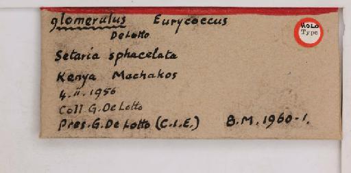 Eurycoccus glomerulus De Lotto, 1961 - 010715078_additional