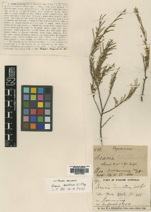 Acacia dielsii E.Pritz. - BM000796684