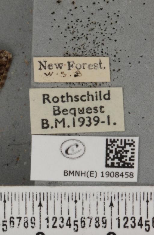 Cleora cinctaria cinctaria (Denis & Schiffermüller, 1775) - BMNHE_1908458_label_471735