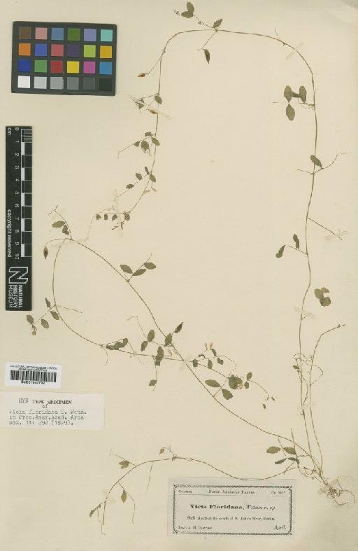 Vicia floridana S.Watson - BM001042792