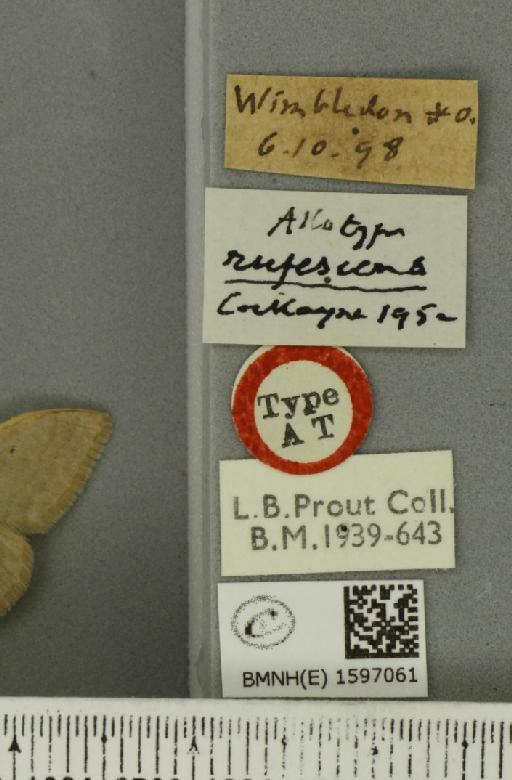Idaea straminata ab. rufescens Cockayne, 1952 - BMNHE_1597061_label_299065