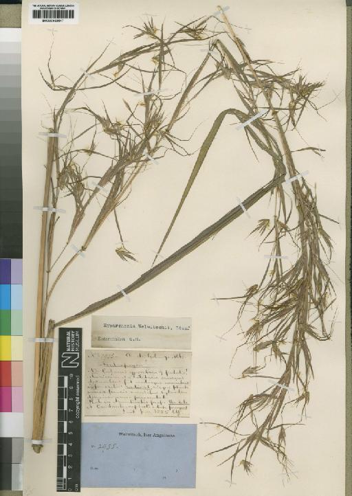 Hyparrhenia welwitschii (Rendle) Stapf - BM000923547