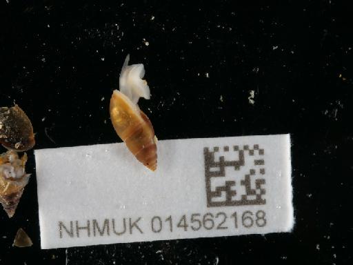 Leucophytia bidentata subterclass Tectipleura (Montagu, 1808) - 014562168_1