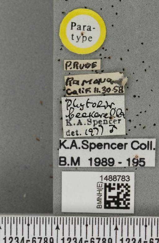 Phytoliriomyza beckerella Spencer, 1981 - BMNHE_1488783_label_52630