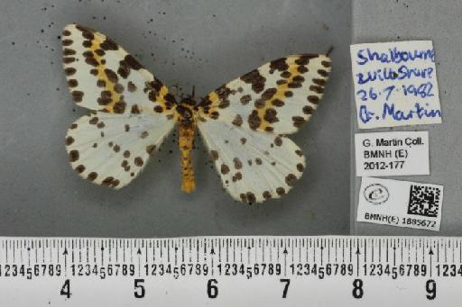 Abraxas grossulariata (Linnaeus, 1758) - BMNHE_1885672_439498
