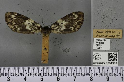 Lymantria monacha (Linnaeus, 1758) - BMNHE_1561937_251636