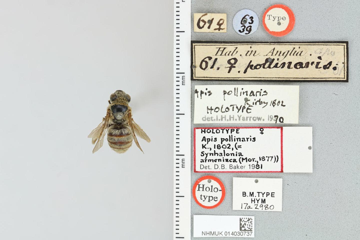 Eucera pollinaris
