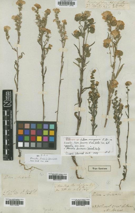 Phacelia linearis (Pursh) Holz - BM000503457