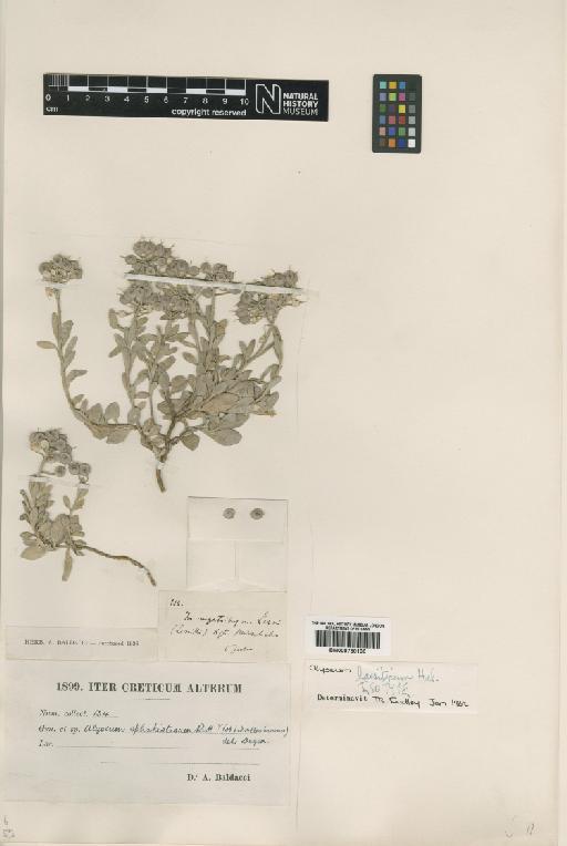 Alyssum sphacioticum Boiss. & Heldr. - BM000750130.tif
