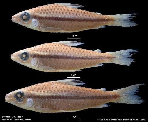 Tylobronchus maculosus Eigenmann, 1912 - BMNH 1911.10.31.485-7 Tylobronchus maculosus, PARATYPE