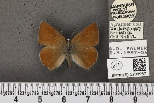 Callophrys rubi rubi (Linnaeus, 1758) - BMNHE_1290967_126431