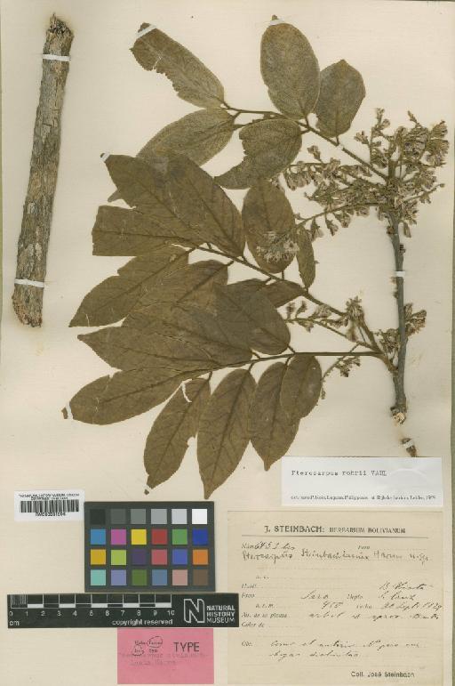 Pterocarpus rohrii Vahl - BM000931904