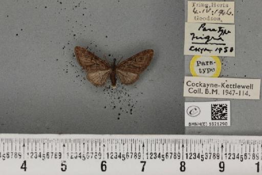 Eupithecia abbreviata ab. nigra Cockayne, 1953 - BMNHE_1821290_384011