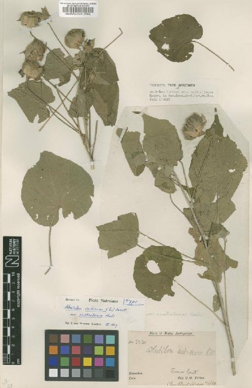 Abutilon indicum var. australiense - BM000554245