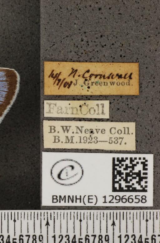 Maculinea arion eutyphron (Fruhstorfer, 1915) - BMNHE_1296658_label_133985