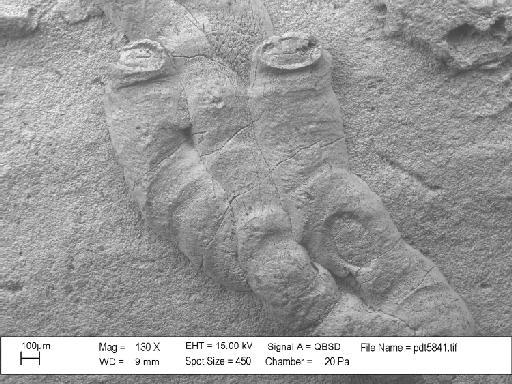 Hederella thedfordensis Bassler, 1939 - PI D 30066 – Hederella thedfordensis