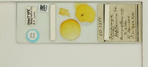 Forcipomyia auronitens Kieffer - 014770091_812361_1335216_157692_Type