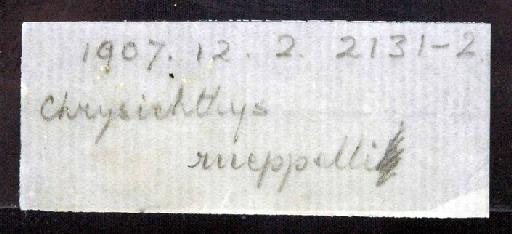 Chrysichthys rueppelli Boulenger, 1907 - 1907.12.2.2131-2a; Chrysichthys rueppelli; image of jar label; ACSI project image