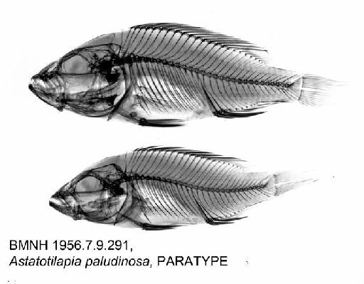 Astatotilapia paludinosa Greenwood, 1980 - BMNH 1956.7.9.291, Astatotilapia paludinosa, PARATYPE, Radiograph