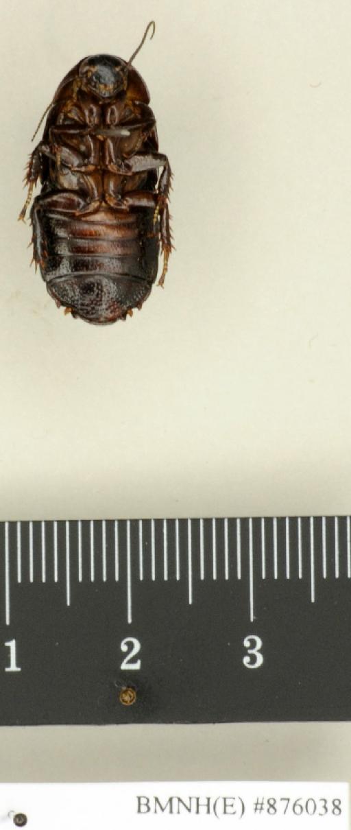 Panesthia papuensis Roth, 1979 - Panesthia papuensis Roth, 1979, male, paratype, ventral. Photographer: Edward Baker. BMNH(E)#876038