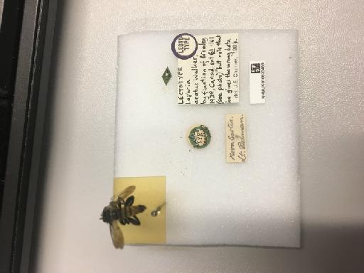 Laphria aeata Walker, 1849 - NHMUK010633469_Laphria_aeta_LT_labels