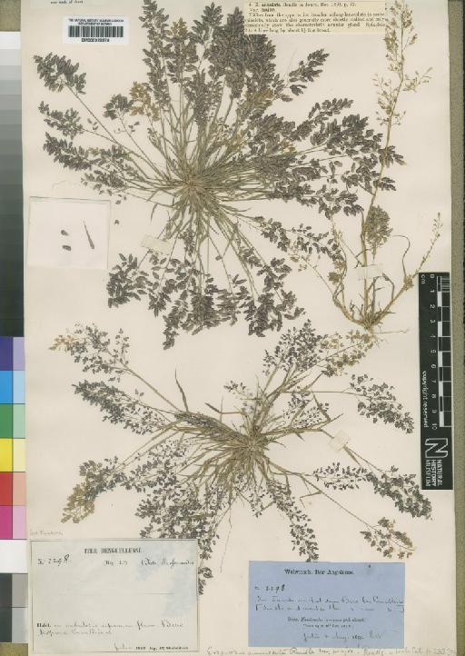 Eragrostis annulata Rendle ex Scott-Elliot - BM000922976