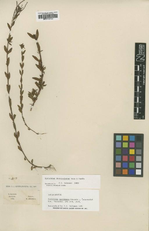 Epilobium denticulatum Ruiz & Pav. - BM001008124