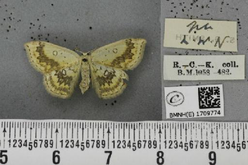 Cyclophora annularia ab. fasciata Lempke, 1949 - BMNHE_1709774_a_273750