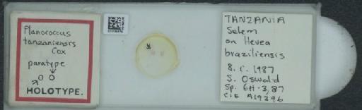 Planococcus tanzaniensis Cox, 1989 - 010169675_117340_1101341