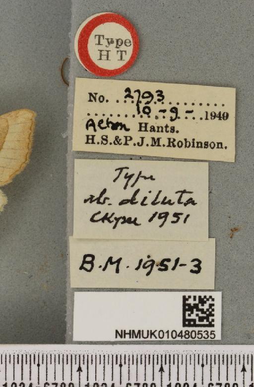 Hydraecia micacea ab. diluta Cockayne, 1951 - NHMUK_010480535_label_595330