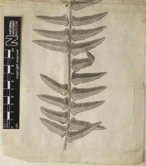 Polypodium exaltatum L. - BM000589289_a