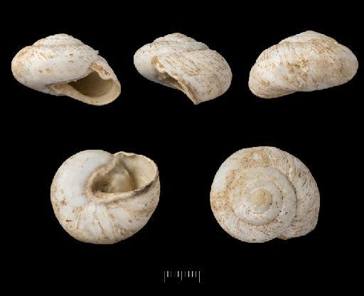 Helix bewsheriana subterclass Tectipleura Morelet, 1875 - 1893.2.4.449, HOLOTYPE, Helix bewsheriana Morelet, 1875