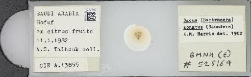 Bactrocera (Bactrocera) zonata (Saunders, 1842) - BMNHE_1444279_57199
