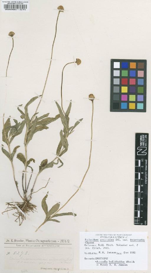 Acmella bellidioides (Sm.) Jansen - BM000096871