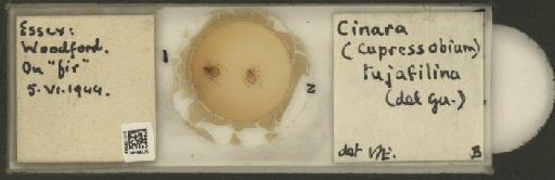 Cinara (Cupressobium) tujafilinus Del Guercio, 1909 - 010129599_112974_1093875