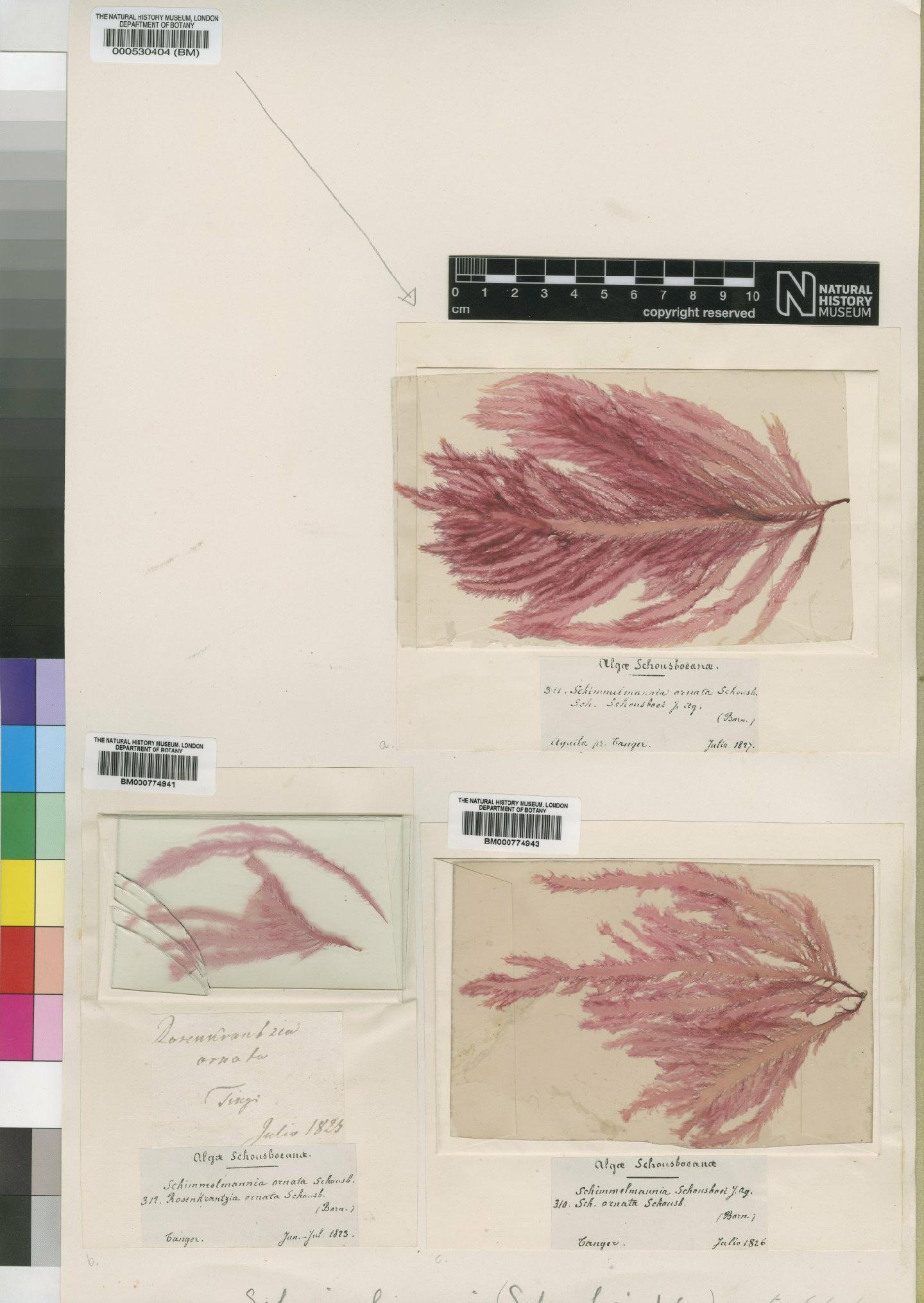 To NHMUK collection (Schimmelmannia schousboei (Agardh) Agardh; Syntype; NHMUK:ecatalogue:4858753)